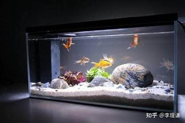 不同方位魚缸顏色選擇：不同方位的魚缸顏色選擇方法不同顏色選擇方法