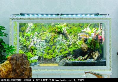 龍魚魚缸壁紙高清：如何獲取龍魚魚缸壁紙高清