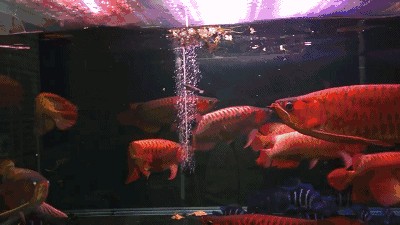 龍魚魚缸壁紙高清：如何獲取龍魚魚缸壁紙高清