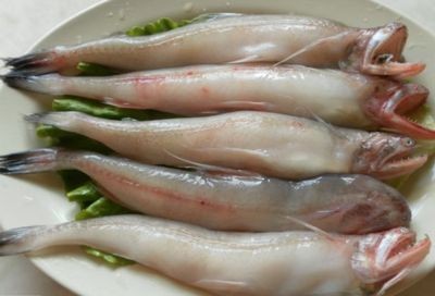 一條龍頭魚多少克：一條龍頭魚多少克呢？