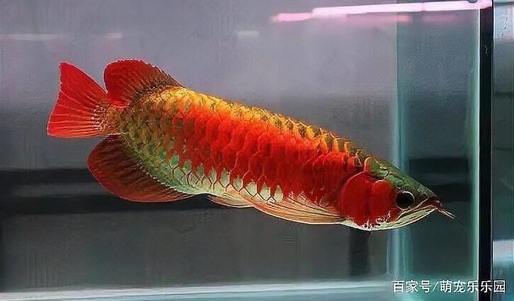 龍魚人工繁殖的難點有哪些？