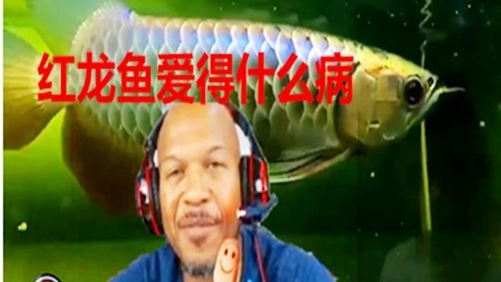龍魚很容易死嗎，龍魚容易死亡嗎？ 龍魚很容易死嗎，龍魚容易死亡嗎？ 龍魚百科 第1張