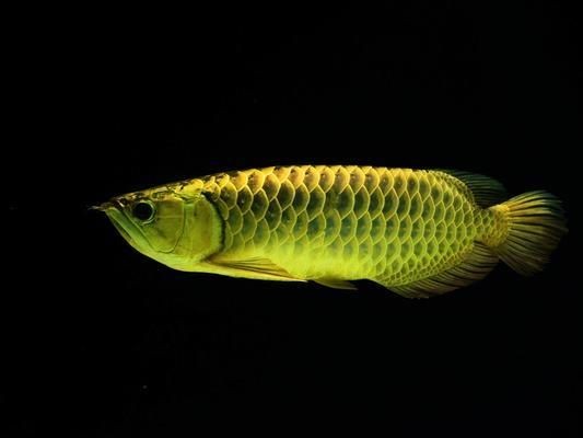 龍魚很容易死嗎，龍魚容易死亡嗎？ 龍魚很容易死嗎，龍魚容易死亡嗎？ 龍魚百科 第4張
