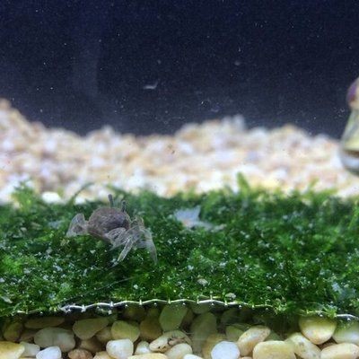 狗頭魚是一種觀賞魚，通常不建議將其作為石英球使用于魚缸中：熱帶魚的飼養秘籍 狗頭魚是一種觀賞魚，通常不建議將其作為石英球使用于魚缸中：熱帶魚的飼養秘籍 魚缸百科 第1張