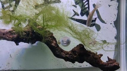 狗頭魚是一種觀賞魚，通常不建議將其作為石英球使用于魚缸中：熱帶魚的飼養秘籍 狗頭魚是一種觀賞魚，通常不建議將其作為石英球使用于魚缸中：熱帶魚的飼養秘籍 魚缸百科 第4張