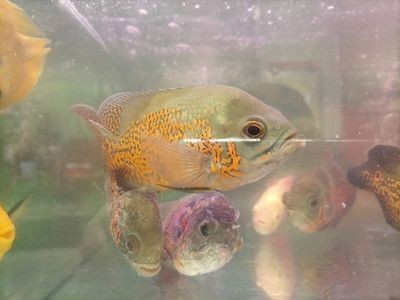 狗頭魚是一種觀賞魚，通常不建議將其作為石英球使用于魚缸中：熱帶魚的飼養秘籍 狗頭魚是一種觀賞魚，通常不建議將其作為石英球使用于魚缸中：熱帶魚的飼養秘籍 魚缸百科 第3張
