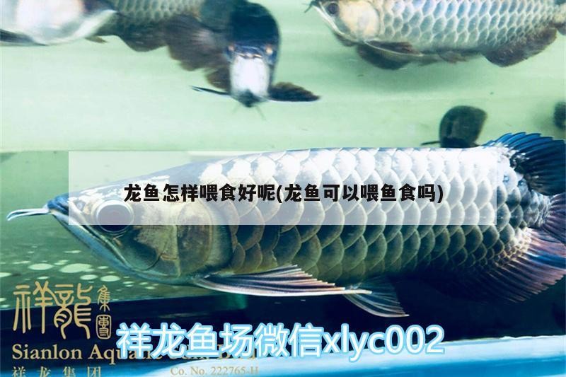 固陽縣亮光觀賞魚店（固陽縣亮光觀賞魚店地址）