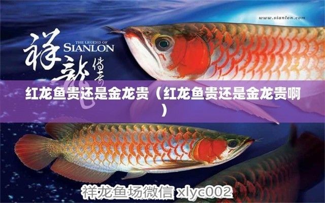 金龍魚貴還是紅金龍貴一點（金龍魚市場價格波動趨勢,高品種金龍魚選購指南,金龍魚與紅金龍品種比較）