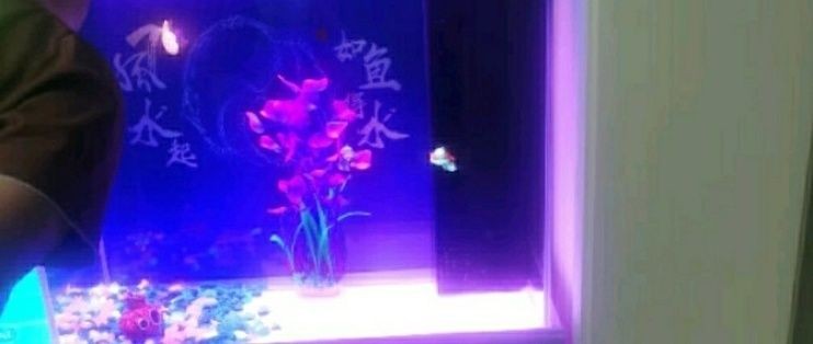 索一魚缸屬于幾線品牌：2024年實木魚缸十大品牌排行榜索一魚缸被明確歸類為國內一線品牌