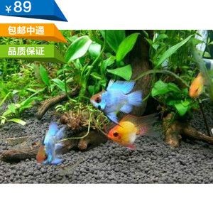 荷蘭鳳凰魚和非洲鳳凰魚的養殖差異鳳凰魚的養殖需求：鳳凰魚怎么養？