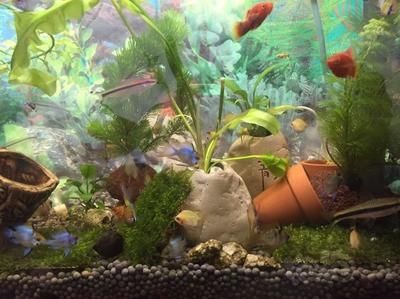 荷蘭鳳凰魚和非洲鳳凰魚的養殖差異鳳凰魚的養殖需求：鳳凰魚怎么養？