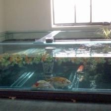 荷蘭鳳凰魚和非洲鳳凰魚的養殖差異鳳凰魚的養殖需求：鳳凰魚怎么養？