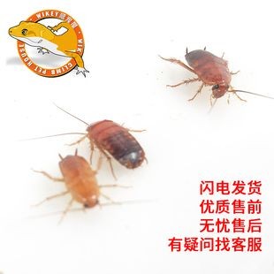 金龍魚喂蟑螂的好處：金龍魚喂蟑螂的好處有哪些？