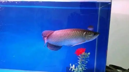 龍魚種類多，你知道最便宜的是哪種嗎？