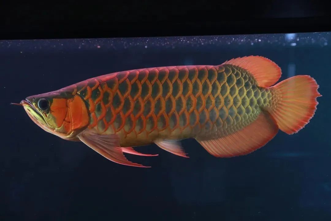 龍魚種類多，你知道最便宜的是哪種嗎？