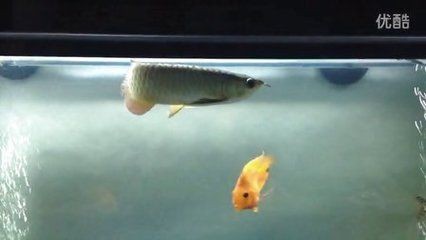 金龍魚是否只能單獨飼養，主要取決于以下幾個因素取決于以下因素：金龍魚只能單獨飼養嗎