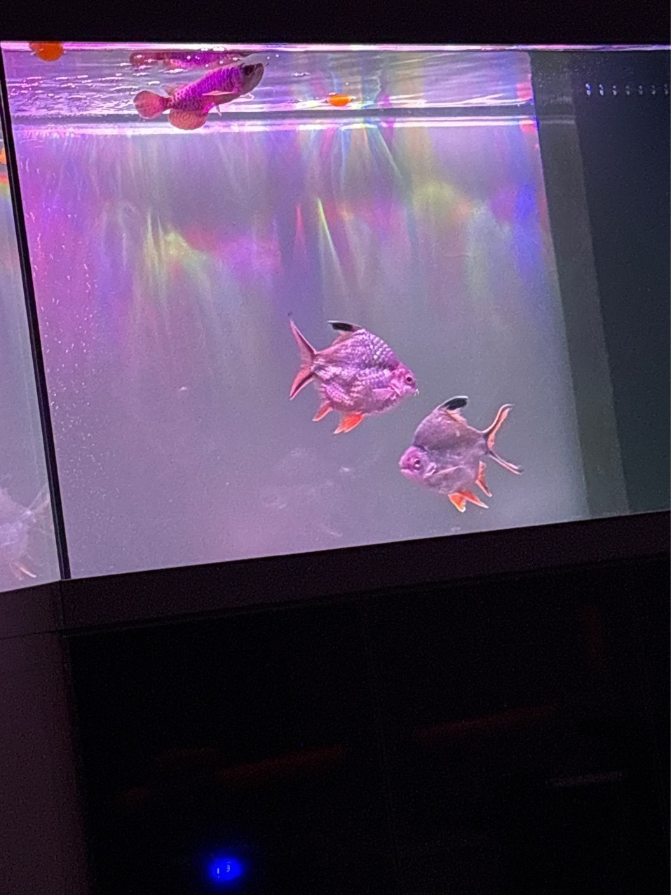 進口超零號元寶鯽入缸