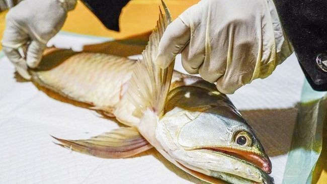 金龍魚在魚缸里狂跳是什么原因：金龍魚為什么會狂跳？