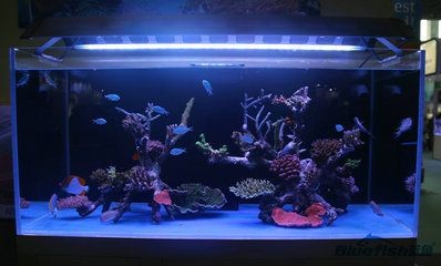 后過濾魚缸過濾系統的清理需要注意以下幾點和注意事項：后過濾魚缸如何保養？