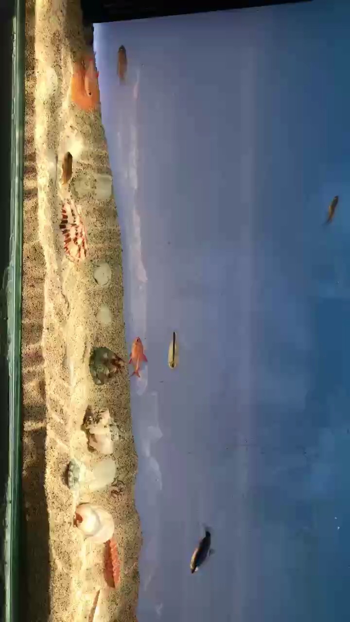 模擬海缸效果