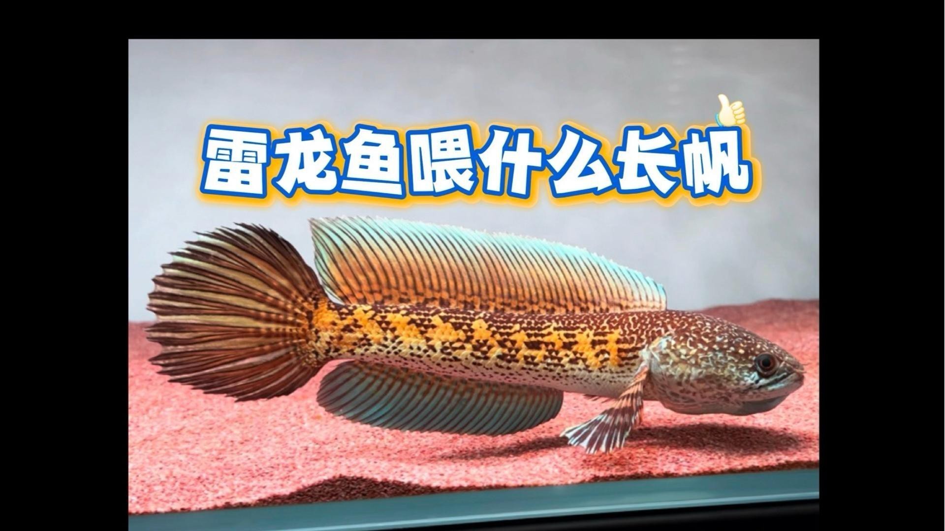 如何預防雷龍魚突眼和凸眼？ 如何預防雷龍魚突眼和凸眼？ 龍魚百科 第11張
