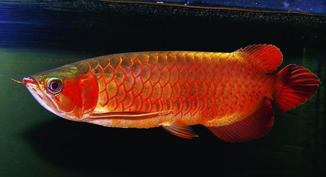 龍魚圖片 頭像大全大圖