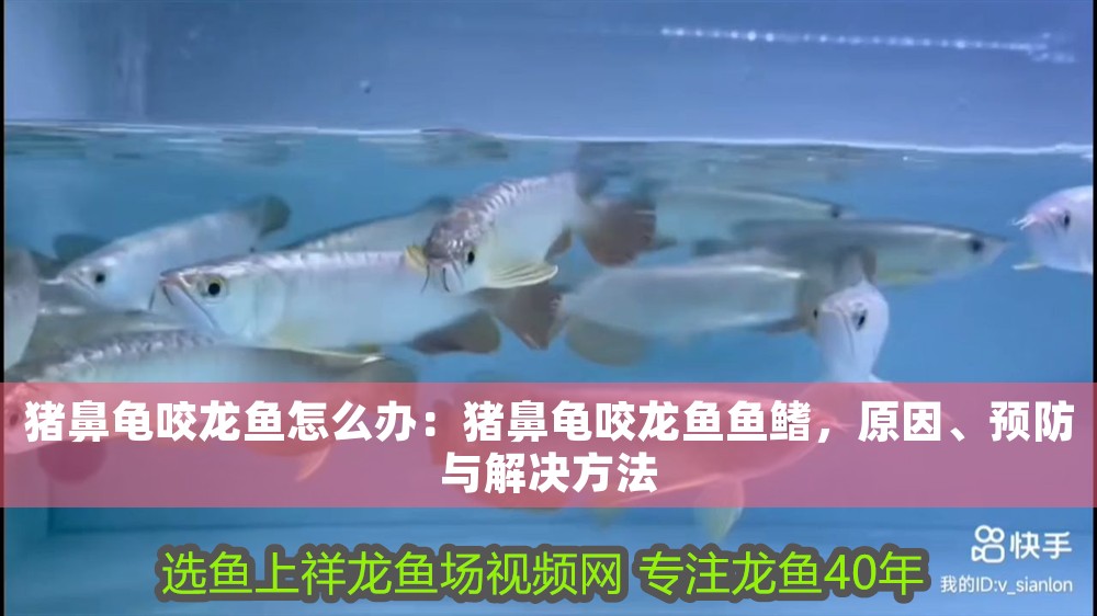 豬鼻龜咬龍魚怎么辦：豬鼻龜咬龍魚魚鰭，原因、預防與解決方法