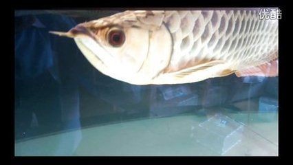 金龍魚頭上起包：金龍魚頭部出現(xiàn)包塊可能是由于多種原因引起的，處理方法和處理方法