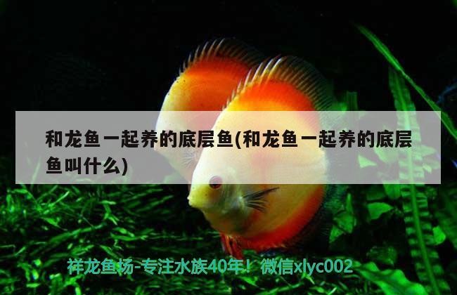達(dá)拉特旗郭喜魚(yú)鳥(niǎo)店 全國(guó)水族館企業(yè)名錄 第1張 達(dá)拉特旗郭喜魚(yú)鳥(niǎo)店 達(dá)拉特旗郭喜魚(yú)鳥(niǎo)店 全國(guó)水族館企業(yè)名錄 第1張