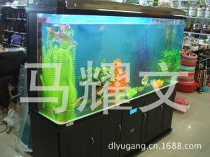 魚缸一直不換水會怎樣，如何維護魚缸水質(zhì)穩(wěn)定？減少換水頻率的方法有哪些？
