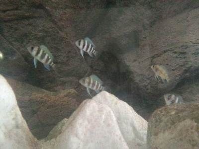 魚缸清洗方法：德彩魚缸清洗方法 魚缸清洗方法：德彩魚缸清洗方法 魚缸百科 第2張