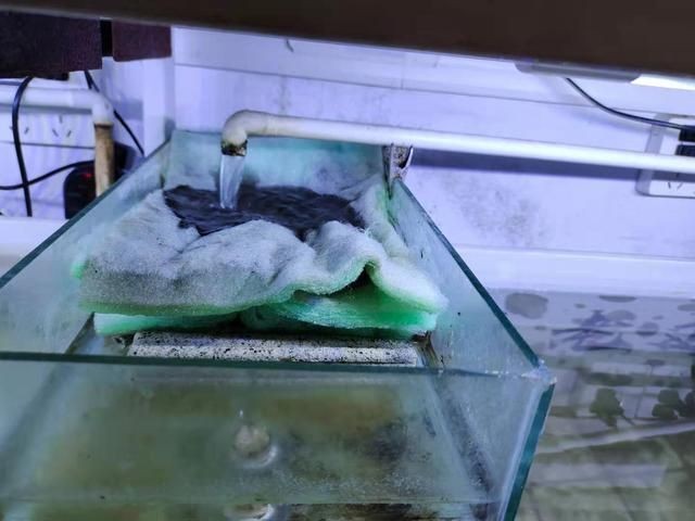 魚缸過濾棉怎么使用視頻：魚缸過濾棉怎么使用視頻詳情魚缸過濾棉的使用方法
