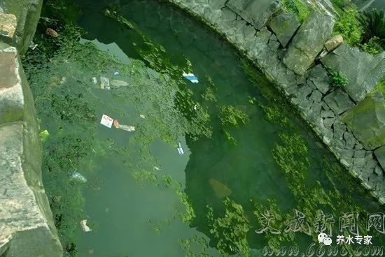 兩個(gè)魚缸互通：兩個(gè)魚缸互通的可能性