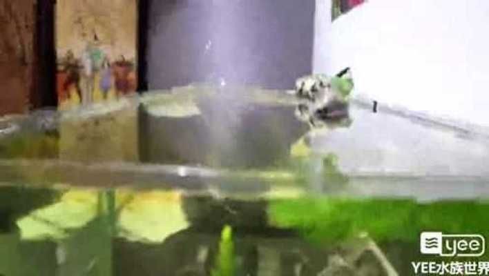 兩個(gè)魚缸互通：兩個(gè)魚缸互通的可能性
