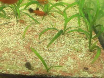 魚缸清洗魚缸清潔誤區在處理壞的魚缸清潔誤區在處理：清洗魚缸的誤區