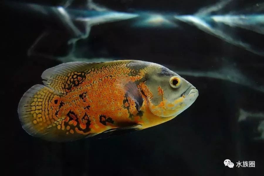 地圖魚撞魚缸的原因有哪些？：地圖魚撞魚缸可能由多種原因引起，