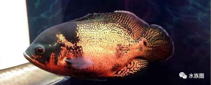 地圖魚撞魚缸的原因有哪些？：地圖魚撞魚缸可能由多種原因引起，