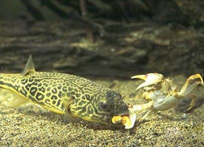 狗頭魚能和龍魚混養嗎：30篇寵物魚混養指南狗頭魚和龍魚混養魚缸混養指南