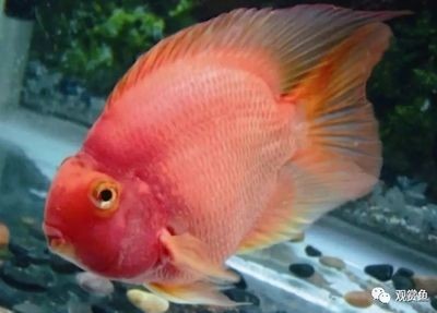 畫法幾何魚缸水泵壞了的解決方案是根據搜索結果提供的解決方案：畫法幾何魚缸水泵壞了怎么辦 畫法幾何魚缸水泵壞了的解決方案是根據搜索結果提供的解決方案：畫法幾何魚缸水泵壞了怎么辦 魚缸百科 第1張