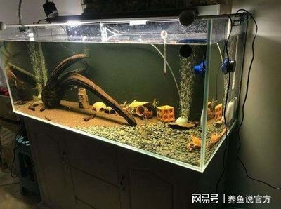 魚缸和烏龜缸的區別：古法生態養龜是一種傳統的養護方式 魚缸和烏龜缸的區別：古法生態養龜是一種傳統的養護方式 魚缸百科 第1張