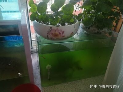 魚缸和烏龜缸的區別：古法生態養龜是一種傳統的養護方式 魚缸和烏龜缸的區別：古法生態養龜是一種傳統的養護方式 魚缸百科 第3張