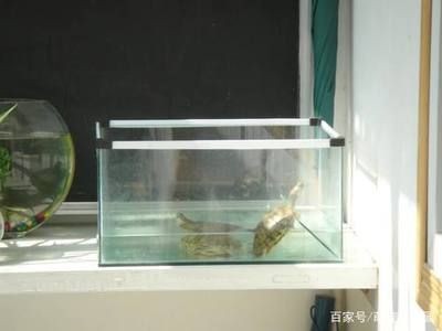 魚缸和烏龜缸的區別：古法生態養龜是一種傳統的養護方式 魚缸和烏龜缸的區別：古法生態養龜是一種傳統的養護方式 魚缸百科 第2張