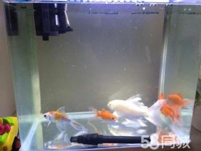 普菲特魚缸1.5米多少錢：普菲特1.5米魚缸價格