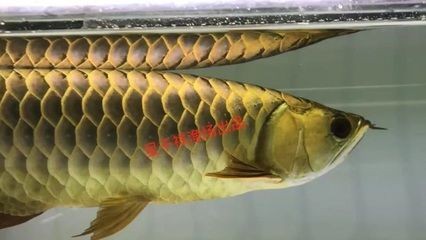 重金屬龍魚和普通金龍魚的區別：重金屬龍魚與普通金龍魚的區別