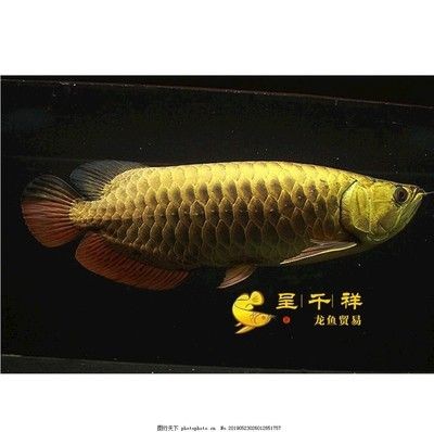 重金屬龍魚和普通金龍魚的區別：重金屬龍魚與普通金龍魚的區別
