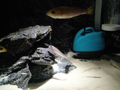 龍魚成長過程記錄：龍魚成長過程的記錄