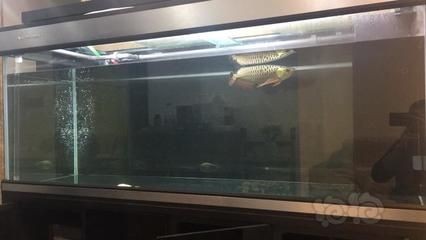 龍魚成長過程記錄：龍魚成長過程的記錄