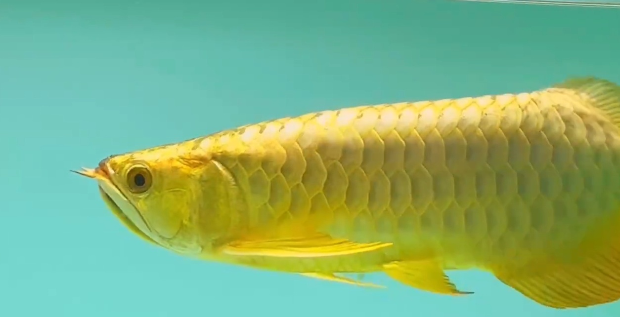 40cm賽級炮頭金頭過背金龍魚