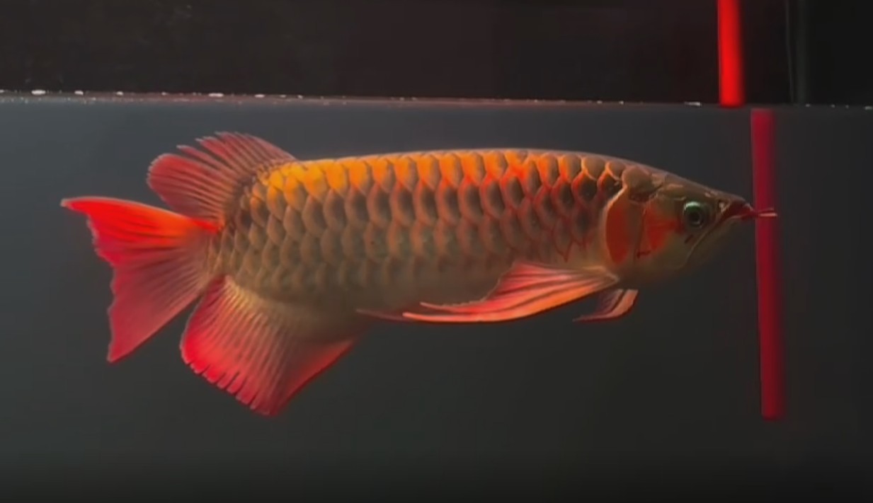 50百萬印尼盾的紅龍魚。在印尼魚場直選的高端紅龍