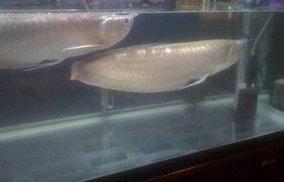 銀龍魚裝飼料銅器好嗎？（銀龍魚裝飼料銅器好嗎） 銀龍魚裝飼料銅器好嗎？（銀龍魚裝飼料銅器好嗎） 龍魚百科 第2張